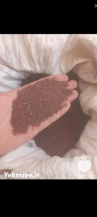 انواع بذر سبزیجات صیفی جات در دزفول در گروه خرید و فروش بذر سبزی در یکمیوه -عکس4