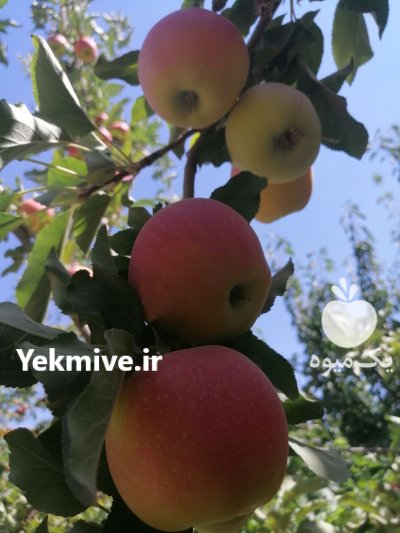 سیب تازه و ارگانیک در کرج در گروه خرید و فروش سیب در یکمیوه -عکس1