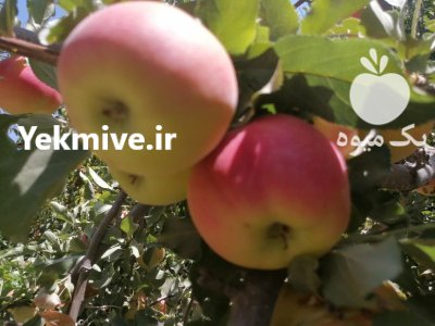 سیب تازه و ارگانیک در کرج در گروه خرید و فروش سیب در یکمیوه -عکس2
