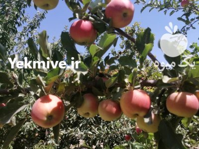 سیب تازه و ارگانیک در کرج در گروه خرید و فروش سیب در یکمیوه -عکس3