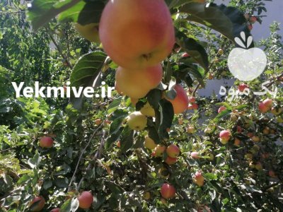 سیب تازه و ارگانیک در کرج در گروه خرید و فروش سیب در یکمیوه -عکس4
