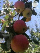 سیب تازه و ارگانیک در کرج در گروه خرید و فروش سیب در یکمیوه