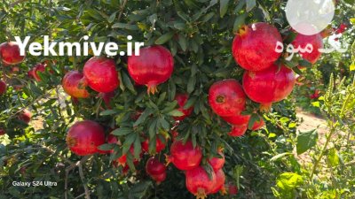 انار فروش انار در داراب در گروه خرید و فروش انار در یکمیوه -عکس3
