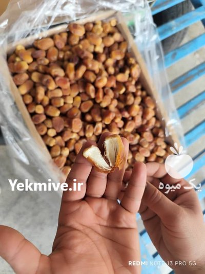 فروش خرمای زاهدی در داراب در گروه خرید و فروش خرما در یکمیوه -عکس1
