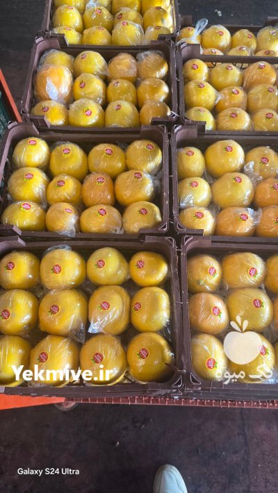 فروش لیمو شیرین در داراب در گروه خرید و فروش لیمو شیرین در یکمیوه -عکس1