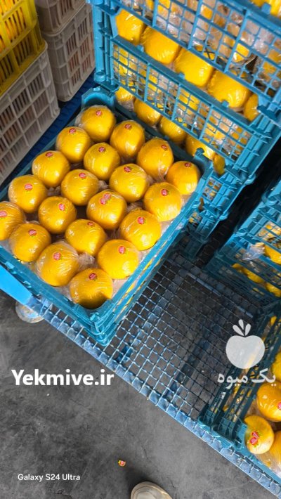 فروش لیمو شیرین در داراب در گروه خرید و فروش لیمو شیرین در یکمیوه -عکس2