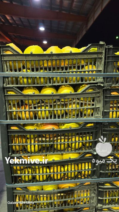 فروش گریپ فروت در داراب در گروه خرید و فروش گریپ فروت در یکمیوه -عکس2