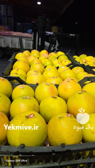 فروش گریپ فروت در داراب در گروه خرید و فروش گریپ فروت در یکمیوه -عکس3