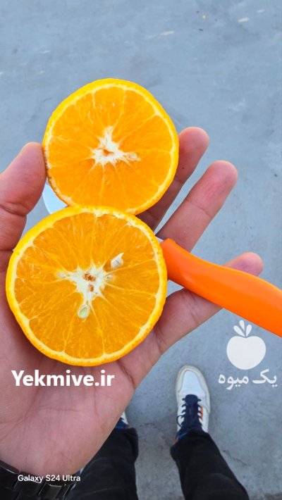 فروش نارنگی در داراب در گروه خرید و فروش نارنگی در یکمیوه -عکس3