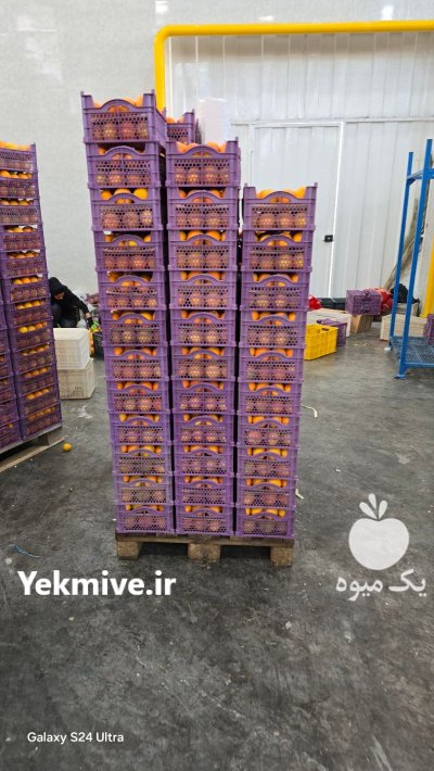 فروش نارنگی در داراب در گروه خرید و فروش نارنگی در یکمیوه -عکس4