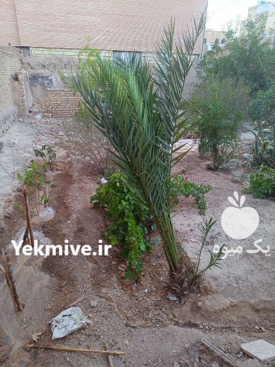 درخت نخل ماده در اصفهان در گروه خرید و فروش گیاهان زینتی در یکمیوه -عکس1