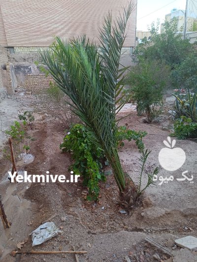 درخت نخل ماده در اصفهان در گروه خرید و فروش گیاهان زینتی در یکمیوه -عکس2