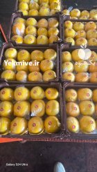 فروش لیمو شیرین در داراب در گروه خرید و فروش لیمو شیرین در یکمیوه