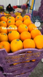 فروش نارنگی در داراب در گروه خرید و فروش نارنگی در یکمیوه