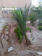 درخت نخل ماده در اصفهان در گروه خرید و فروش گیاهان زینتی در یکمیوه