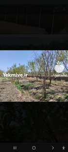 هزار متر باغ پسته در مزارعه در اشتهارد در گروه خرید و فروش پسته در یکمیوه