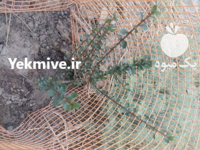 فروش نهال اصلی آرگان در شیراز در گروه خرید و فروش نهال در یکمیوه -عکس1
