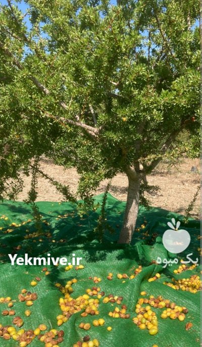 فروش نهال اصلی آرگان در شیراز در گروه خرید و فروش نهال در یکمیوه -عکس2