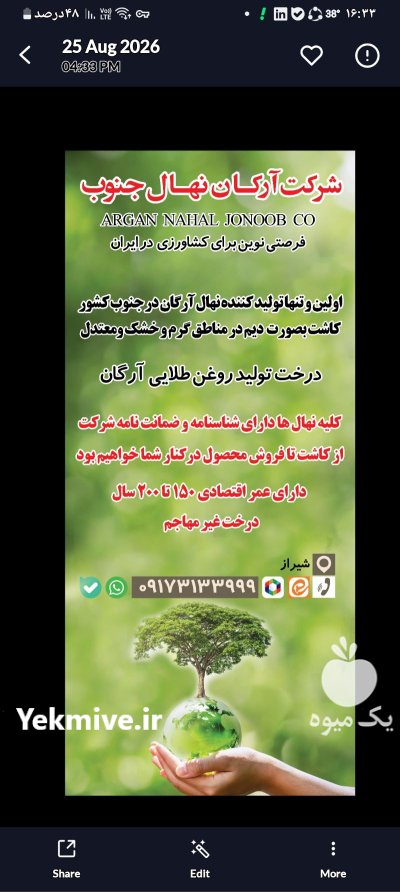 فروش نهال اصلی آرگان در شیراز در گروه خرید و فروش نهال در یکمیوه -عکس3