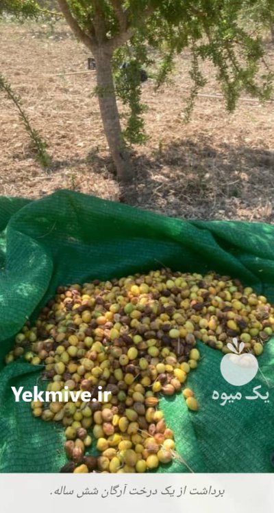 نهال آرگان اصل با ضمانت در شیراز در گروه خرید و فروش نهال شناسنامه دار در یکمیوه -عکس1