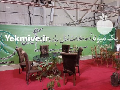 نهال آرگان اصل با ضمانت در شیراز در گروه خرید و فروش نهال شناسنامه دار در یکمیوه -عکس4