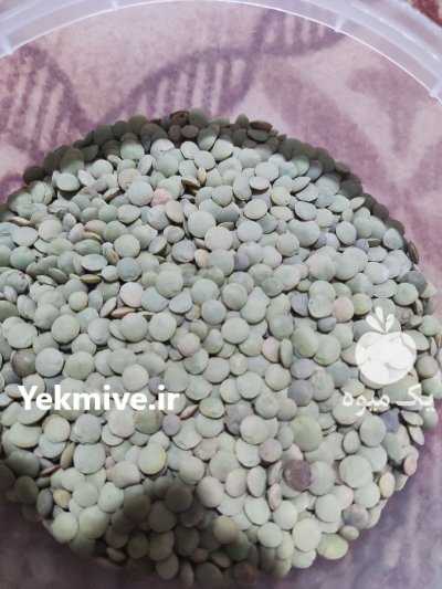 250 کیلو عدس محصول امسال در اردبیل در گروه خرید و فروش غلات و حبوبات در یکمیوه -عکس1