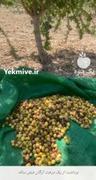 نهال آرگان اصل با ضمانت در شیراز در گروه خرید و فروش نهال شناسنامه دار در یکمیوه