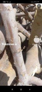 خرید چوب ذغالی در اصفهان در گروه خرید و فروش انواع چوب در یکمیوه