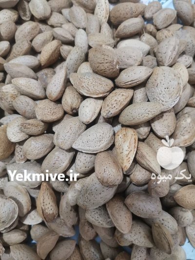 بادام درختی دیم در نیشابور در گروه خرید و فروش بادام در یکمیوه -عکس1