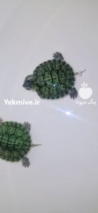 لاکپشت در اصفهان در گروه حیوانات خانگی در یکمیوه