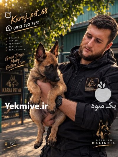 فروش تخصصی سگ نگهبان بلژین مالینیوز در کرج در گروه سگ و گربه در یکمیوه -عکس1