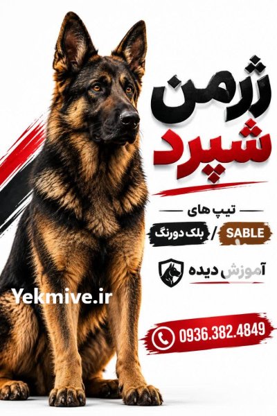 سگ ژرمن شپرد در تهران در گروه سگ و گربه در یکمیوه -عکس1