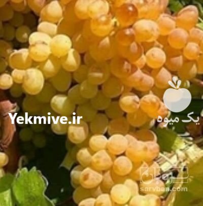 فروش انگور کشمشی مستقیم از باغ در قوچان در گروه خرید و فروش انگور در یکمیوه -عکس1