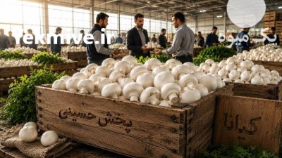 قارچ دکمه ای بلنچ کمپوست در تنکمان در گروه خرید و فروش قارچ در یکمیوه -عکس3