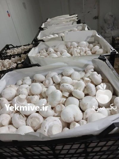 قارچ دکمه ای بلنچ کمپوست در تنکمان در گروه خرید و فروش قارچ در یکمیوه -عکس4