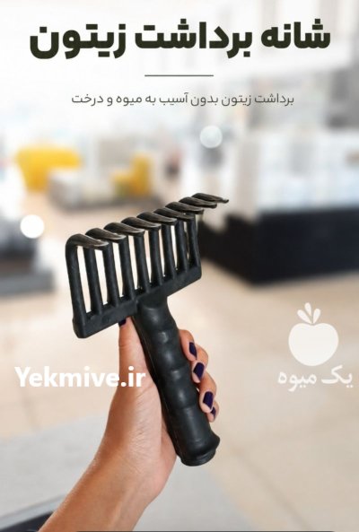 شانه چنگک زیتونچین در کوار در گروه خرید و فروش زیتون در یکمیوه -عکس2