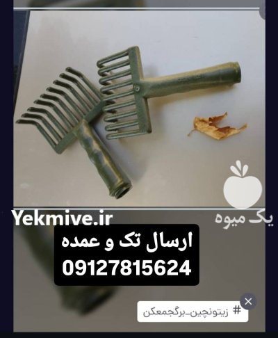 شانه چنگک زیتونچین در کوار در گروه خرید و فروش زیتون در یکمیوه -عکس1