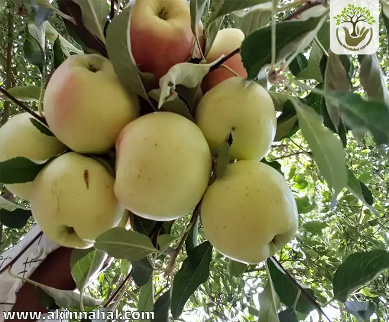 فروش سیب زیر درختی در قیدار در گروه خرید و فروش سیب در یکمیوه