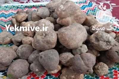فروش کلی و جزئی دنبلان کوهی در بندرانزلی در گروه خرید و فروش محصولات فرنگی در یکمیوه -عکس2