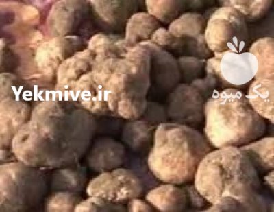 فروش کلی و جزئی دنبلان کوهی در بندرانزلی در گروه خرید و فروش محصولات فرنگی در یکمیوه -عکس1