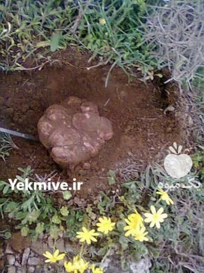 فروش کلی و جزئی دنبلان کوهی در بندرانزلی در گروه خرید و فروش محصولات فرنگی در یکمیوه -عکس3