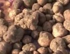 فروش کلی و جزئی دنبلان کوهی در بندرانزلی در گروه خرید و فروش محصولات فرنگی در یکمیوه