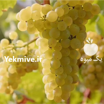 انگور بی دانه ملکان در تبریز در گروه خرید و فروش انگور در یکمیوه -عکس1