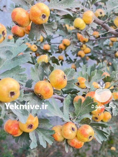زالزالک زرد در مشهد در گروه خرید و فروش گیاهان دارویی در یکمیوه -عکس1