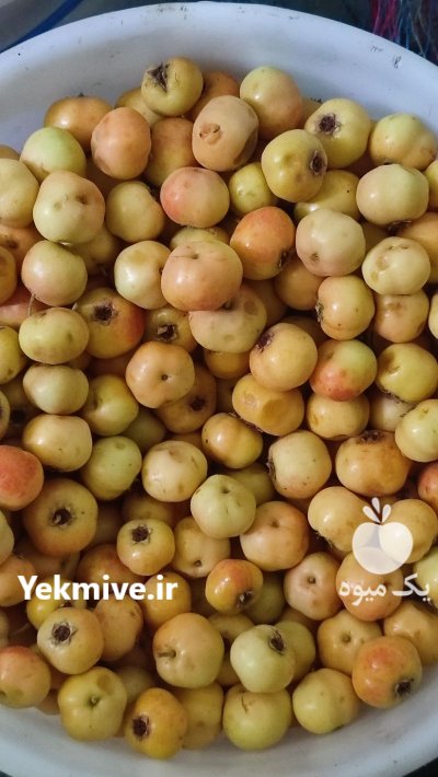 زالزالک زرد در مشهد در گروه خرید و فروش گیاهان دارویی در یکمیوه -عکس2