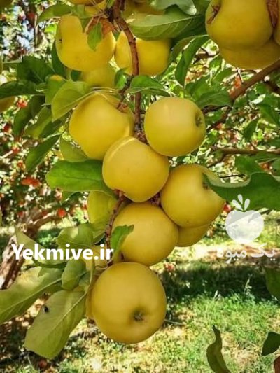 سیب قرمز اعلا در آبدانان در گروه خرید و فروش سیب در یکمیوه -عکس1