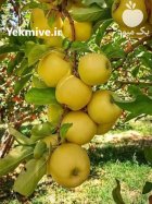 سیب قرمز اعلا در آبدانان در گروه خرید و فروش سیب در یکمیوه