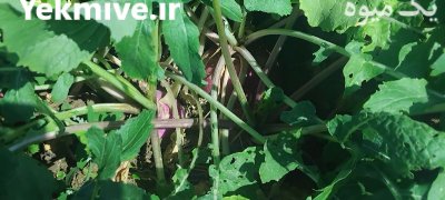 شلغم خوراکی در گلپایگان در گروه خرید و فروش شلغم در یکمیوه -عکس1