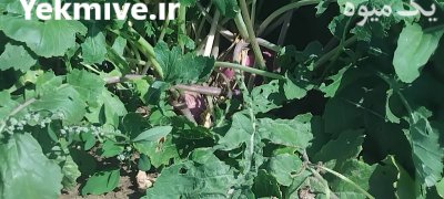 شلغم خوراکی در گلپایگان در گروه خرید و فروش شلغم در یکمیوه -عکس3