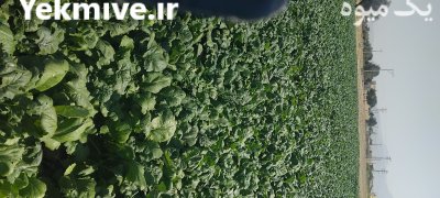 شلغم خوراکی در گلپایگان در گروه خرید و فروش شلغم در یکمیوه -عکس4